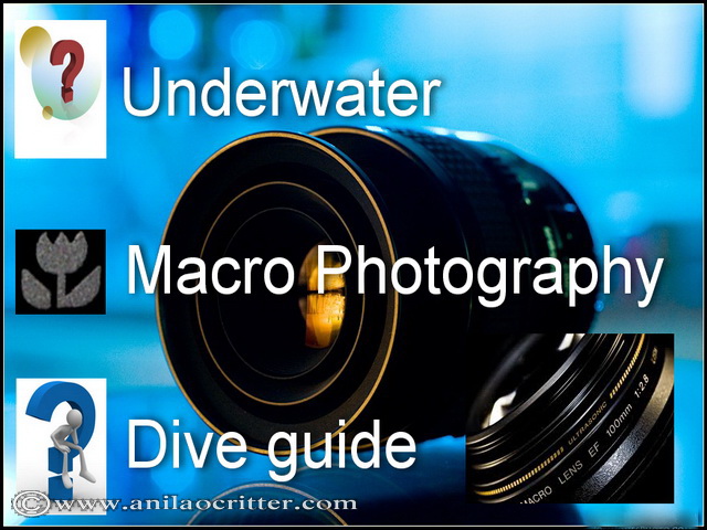 Scuba Dive in Anilao - Underwater Macro Photography, Anilao Muck dive